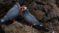 Inca Tern