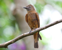 Cliff Flycatcher