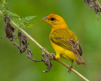 Orange-fronted Yellow-finch