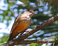 Rufous-bellied Thrush
