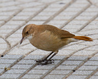 Rufous Hornero