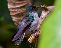 Juan Fernandez Firecrown Female
