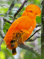 Guianan Cock-of-the -rock