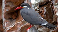 Inca Tern