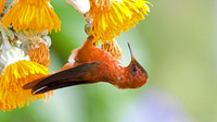 Juan Fernandez Firecrown Male
