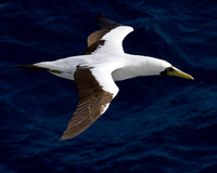 Masked Booby