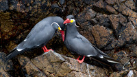 Inca Tern