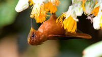 South American Birds