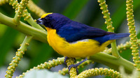 Thick-billed Euphonia
