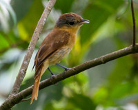Chestnut-crowned Becard