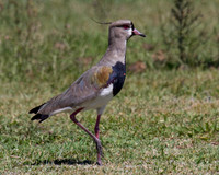 Southern Lapwing