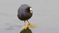Red-gartered Coot