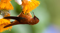 Juan Fernandez Firecrown Male