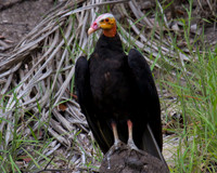 Greater Yellow-headed Vulture