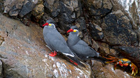 Inca Tern