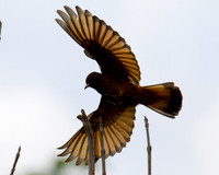 Cliff Flycatcher